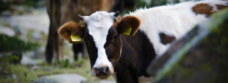 What do AI systems and cows have in common?